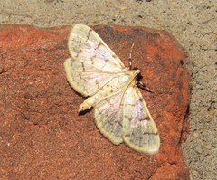 Polygrammodes flavidalis