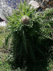 Cirsium nivale
