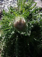 Cirsium nivale