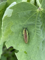 Agaeocera scintillans