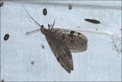 Archichauliodes guttiferus