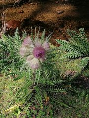 Cirsium nivale