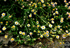 Dichaetophora campestris