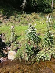 Cirsium nivale