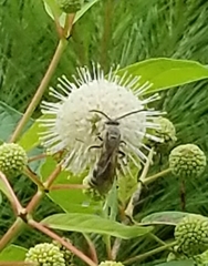 Dielis plumipes