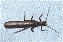 Gripopterygidae