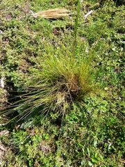 Muhlenbergia macroura