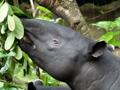 Tapirus