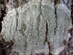 Pertusaria pertusa