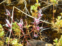 Polygonum bidwelliae