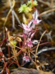 Polygonum bidwelliae