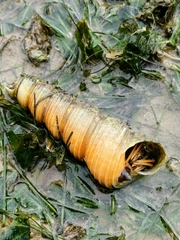 Clibanarius infraspinatus