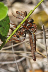 Scleropogon texanus