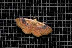 Leptostales ferruminaria