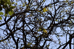 Campylorhynchus gularis