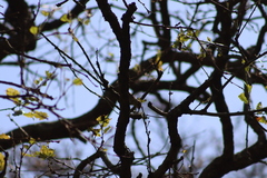 Campylorhynchus gularis