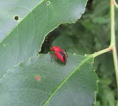 Coccobaphes frontifer