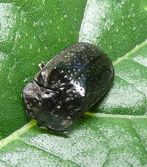 Chlamydocassis bicornuta