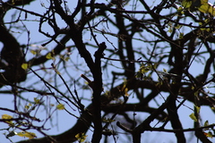 Campylorhynchus gularis