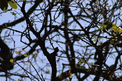 Campylorhynchus gularis