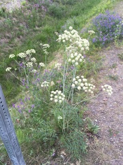 Cnidium cnidiifolium