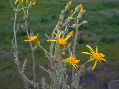 Packera eurycephala eurycephala