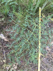 Cnidium cnidiifolium
