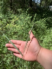 Elymus smithii