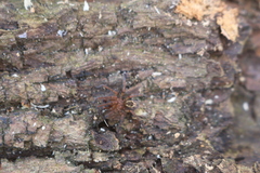 Amaurobius fenestralis