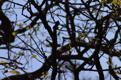 Campylorhynchus gularis