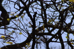 Campylorhynchus gularis