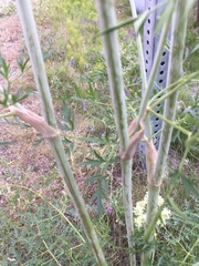 Cnidium cnidiifolium