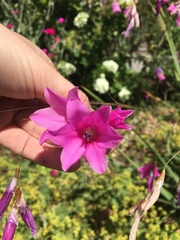 Dierama