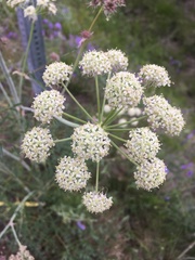 Cnidium cnidiifolium