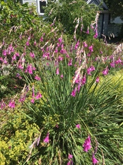 Dierama