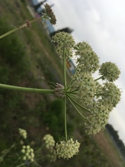Cnidium cnidiifolium