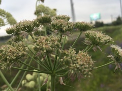 Cnidium cnidiifolium
