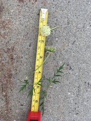 Cnidium cnidiifolium
