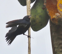 Tachyphonus coronatus