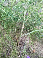 Cnidium cnidiifolium