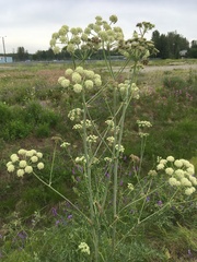 Cnidium cnidiifolium