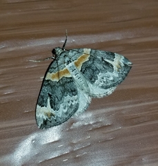 Dysstroma hersiliata