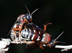 Triepeolus rufithorax