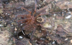 Amaurobius fenestralis