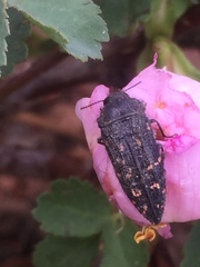 Acmaeodera knowltoni