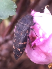 Acmaeodera knowltoni