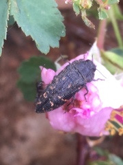 Acmaeodera knowltoni