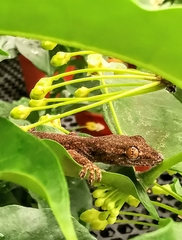 Hemidactylus platyurus