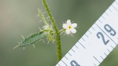Johnstonella racemosa