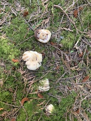 Russula crassotunicata